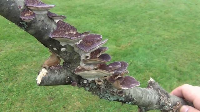 Trichaptum Biforme "Purple Tooth" Fungus смотреть онлайн