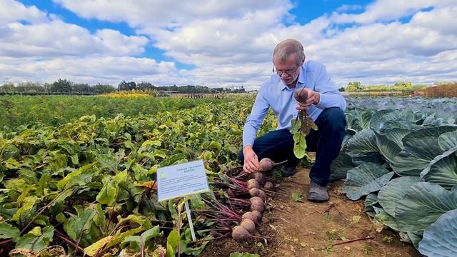 Лучший, урожайный сорт свёклы Барон. Сорт свёклы для хранение на зиму. смотреть онлайн