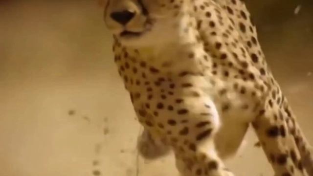 ОТУДА У ГЕПАРДА ТАКАЯ СКОРОСТЬ? смотреть онлайн