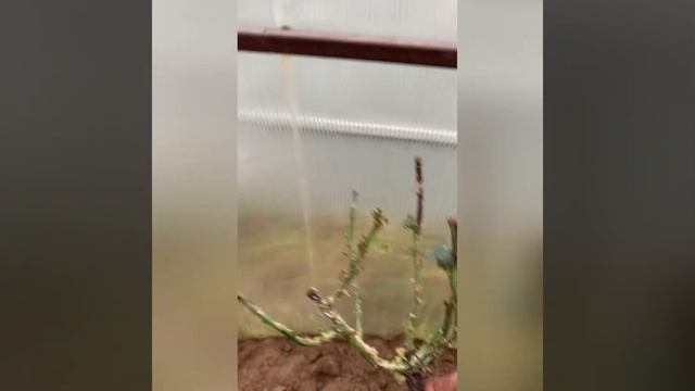 Обзор саженцев с ОКС. Сорта-ВАЙЛДИВ ,БЛАНК МЕЙЯНДЕКОР ,ИМКА МАРИНА смотреть онлайн