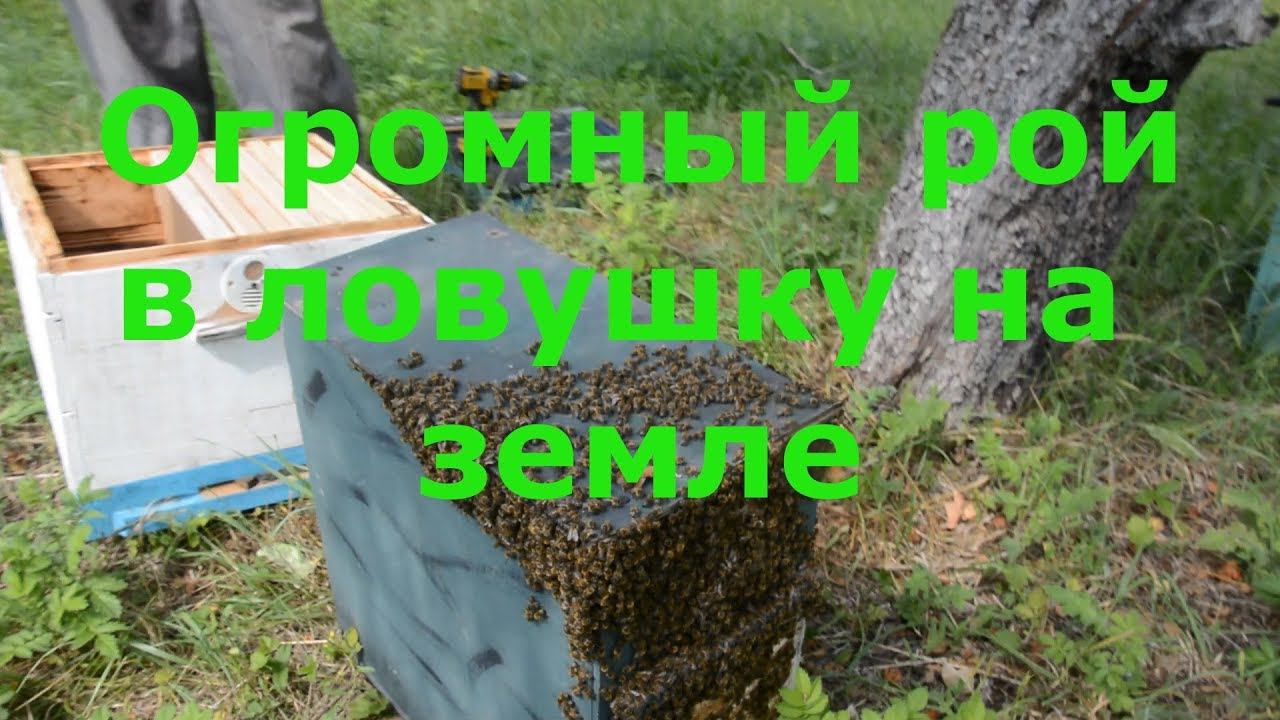 Огромный рой в ловушку на земле и 2-х этажная ловушка! смотреть онлайн