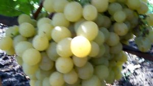 Виноград «Италия». Grape «Italy»