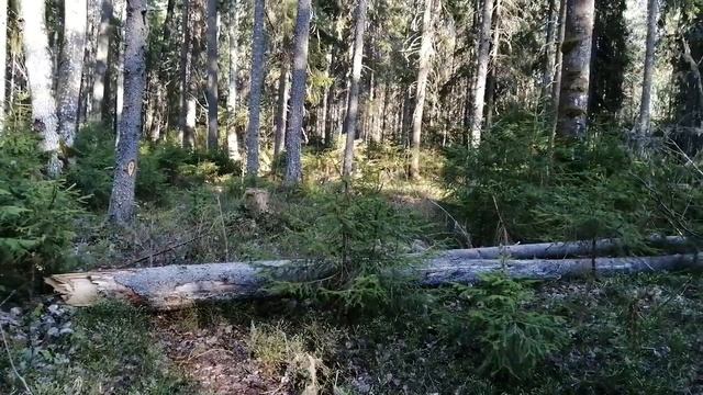 Решили проверить Лесную Избу! Чудом уцелела! #леснаяизба #леснаяизбушка #лодкавода смотреть онлайн