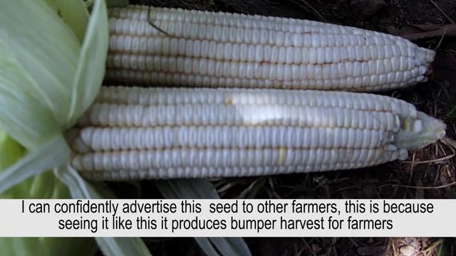 Kaduna Farmer's Field Day смотреть онлайн