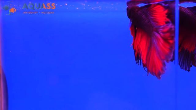 ?Aquass - Петушок Бетта полулунный двухвостый красный огонь смотреть онлайн