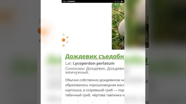 какие бывают грибы???? смотреть онлайн