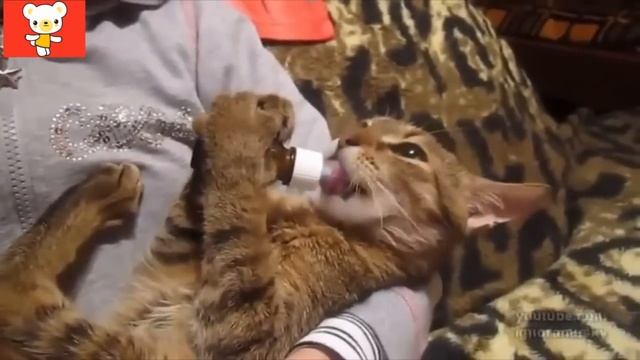 Смешные кошки 18 ● Приколы с животными осень 2015 - коты ● Funny cats vine compilation ● Part 18 смотреть онлайн