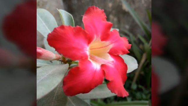 single petal adenium смотреть онлайн