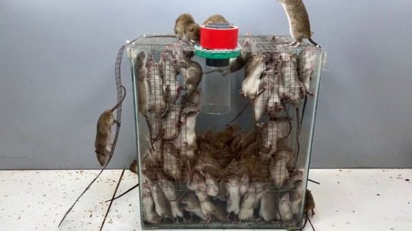 Instructions on how to make a simple mouse trap / 150 rats trapped in the trap