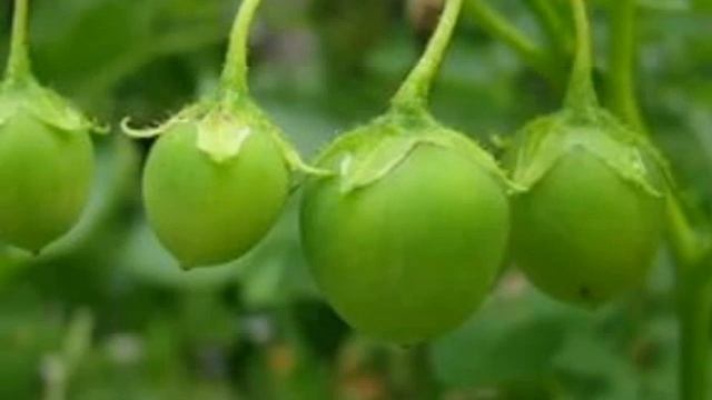 А НАДО ЛИ ВООБЩЕ ПОЛИВАТЬ КАРТОФЕЛЬ НА ГРЯДКЕ ? смотреть онлайн