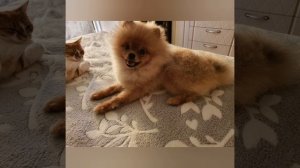 Как взрослел и менялся шпиц с 2 до 12 месяцев