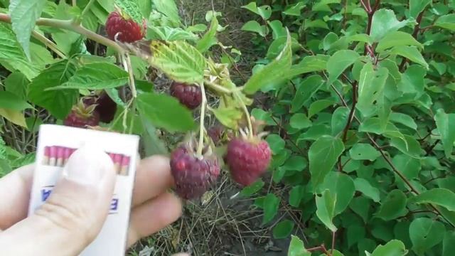 Малина Джоан Джей (Joan J) - первые плоды 3-летнего куста смотреть онлайн