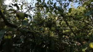 Цикадка белая, как я борюсь. #цикадкабелаямерыборьбы