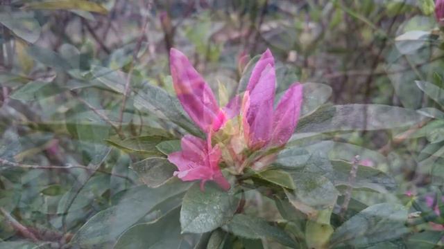 杜鵑花 ツツジ躑躅 Azalea Rhododendron смотреть онлайн