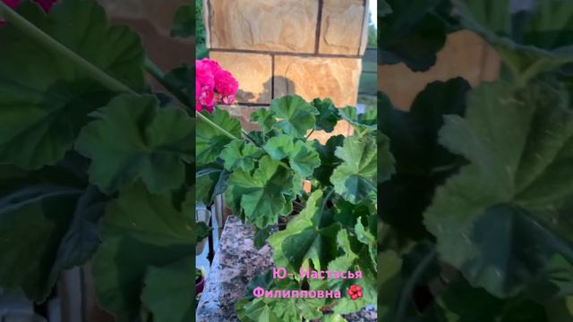 Ю- Настясья Филипповна 🌺 #пеларгонии #сортовыепеларгонии #пеларгония #flower смотреть онлайн