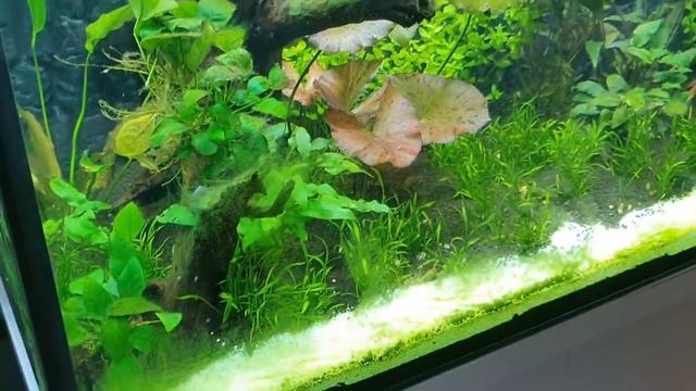 Водоросли!!! Тесты воды. Месяц с момента запуска аквариума 250×60×50 на 750 л. Часть 22 смотреть онлайн