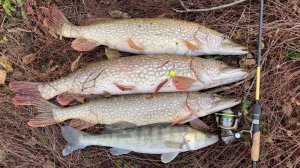 ПЕШКОМ НА РЫБАЛКУ. НАТКНУЛСЯ НА АКТИВНЫЙ ЖОР ЩУКИ И СУДАКА. Ловля на съедобный силикон. Астрахань.