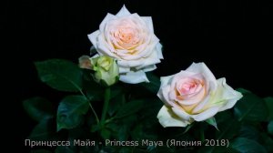 Как распускается роза  Принцесса Майя - Princess Maya (Япония 2018)