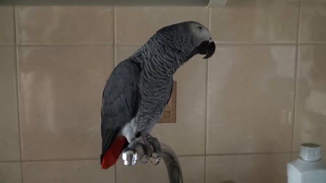 Кирюша - болтуша.mp4 смотреть онлайн