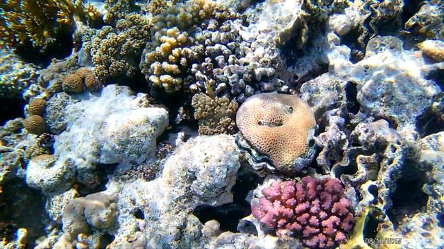 Domina Coral Bay Aquamarine Beach