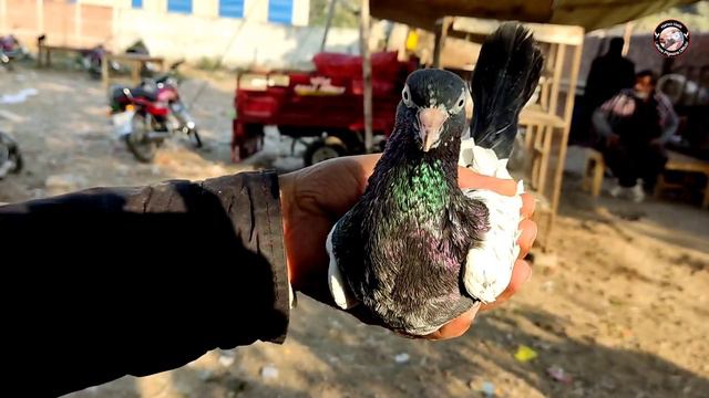 Tollinton Market Lahore || Saith Waly + Royal Teddy Kabootar || @malikpigeonofficial4733 смотреть онлайн