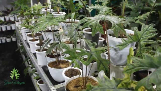 GREEN WHISPERS Plants Nursery | our green house 💚#eksportirplants #greenhouse #aroidplant смотреть онлайн