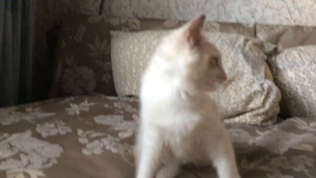 Amsterdam Valley Tuberose 3 м смотреть онлайн