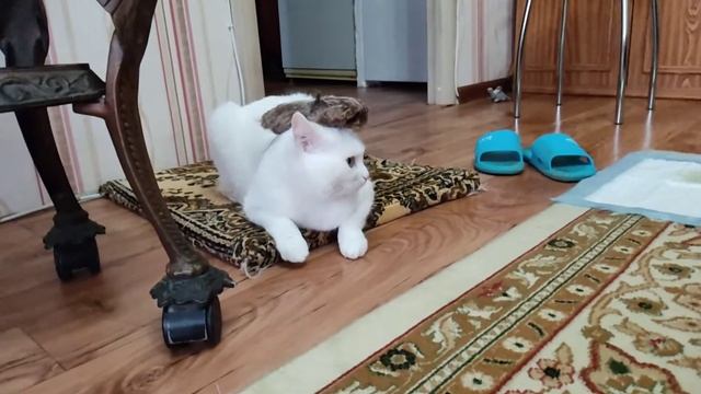 Танцы во дворе?. Сходили в гости к родителям ?❤️ смотреть онлайн