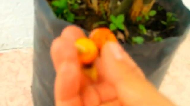 MANDARINA CHINA, CALAMONDIN (Citrus reticulata) PROXIMO BONSAI смотреть онлайн