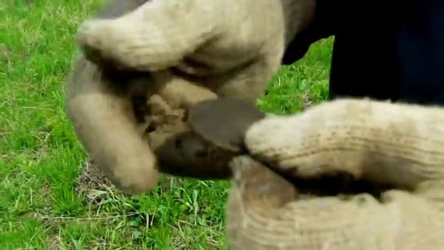 В поисках постоялого двора.avi смотреть онлайн