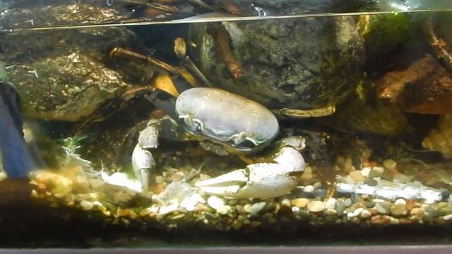 Радужный краб и илистые прыгуны. смотреть онлайн