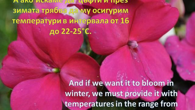 Циганче #impatiens sultani съвети за отглеждане growing tips #relaxing #flowers смотреть онлайн
