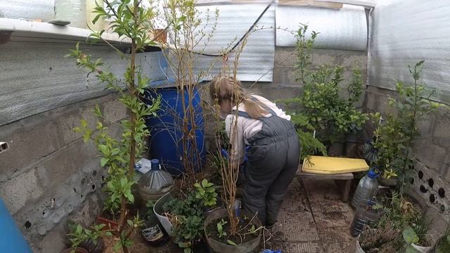 Обгоняем Юг. Состояние в Подземной теплице на 20 марта. смотреть онлайн