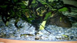 Завтрак сомиков,  платидорасы 2 самки 1 самец,