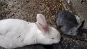 СОДЕРЖАНИЕ КРОЛИКОВ ЗИМОЙ. КОРМЛЕНИЕ КРОЛИКОВ ЗИМОЙ. ДАЕМ ВИТАМИНЫ. КОРМИМ КРОЛИКОВ МОРКОВКОЙ.