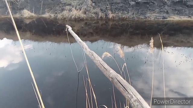 паук не подвёл!!! отличная щука и карась и много ельца! смотреть онлайн
