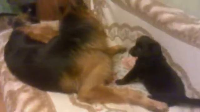 16122011049 смотреть онлайн