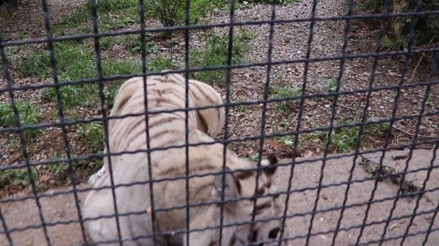 А вот и "Савва" пришёл на вкусняшку! Сказка. Ялта. Крым. смотреть онлайн