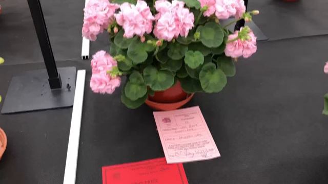 PAGS National Show Winners 2019 смотреть онлайн