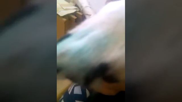 Дрожащий щенок смотреть онлайн