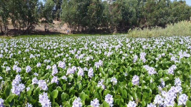 Водяной гиацинт или Эйхорния толстоножковая. смотреть онлайн