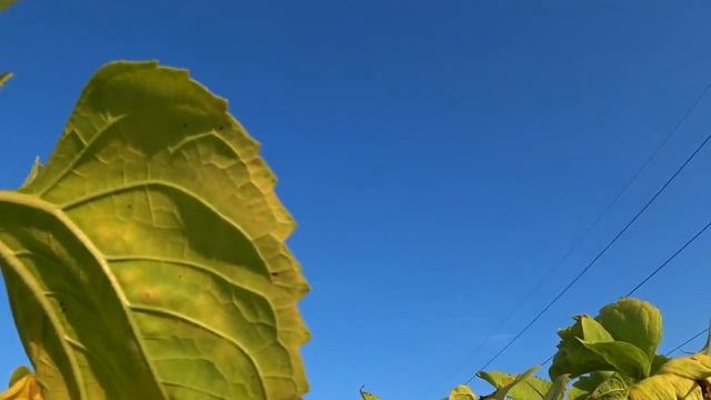 Охота на вяхиря (дикого голубя) в подсолнухе 2020.Очень много налетов. смотреть онлайн