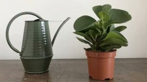 Пеперомия магнолиелистная — уход в домашних условиях