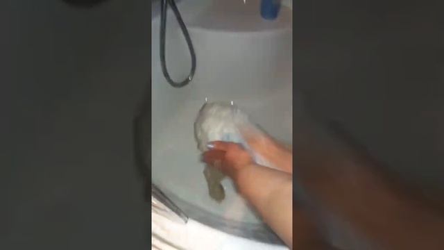 Как быстро постирать собаку бишона. Смешное видео смотреть онлайн