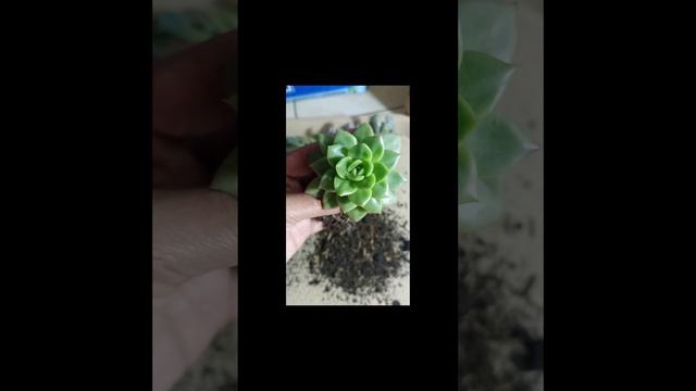 #short Hermosa Raíz De Agavoides Lem❤️❤️❤️