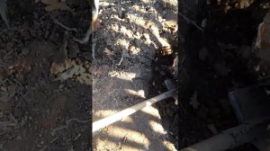 Как выкорчевать быстро,пень спиленной березы