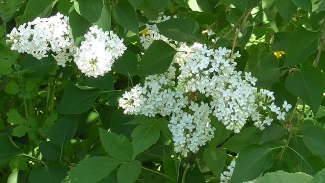 Усиление биополя Для женщин Настрои академика Сытина Г.Н. смотреть онлайн