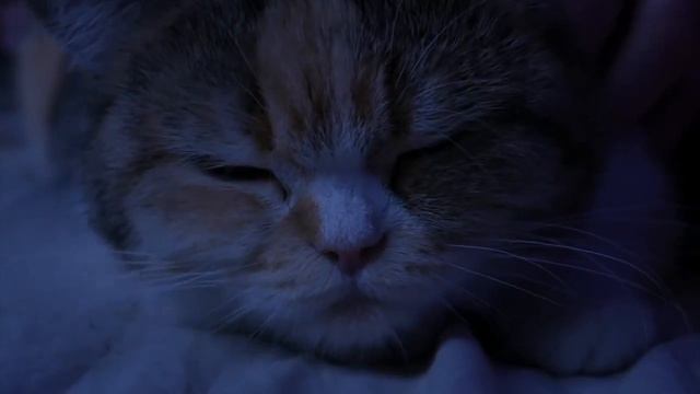 Копия видео "КАК, ГДЕ И С КЕМ Я СПЛЮ" смотреть онлайн