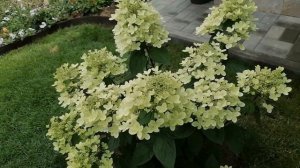 Метельчатая гортензия Пастель Грин. Как за лето изменяется ее вид.