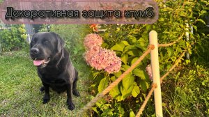 Как защитить клумбы от собаки